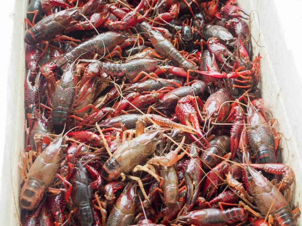 buying fresh langoustines