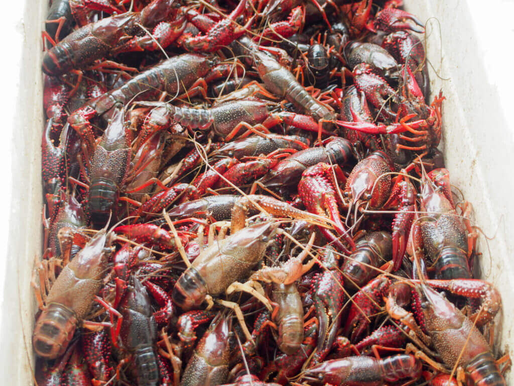 buying fresh langoustines